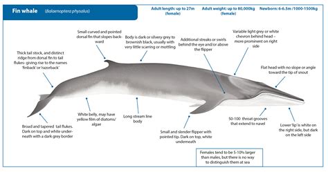 fin whale scientific name